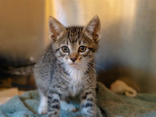 A1053990, a cat for adoption from Contra Costa Animal Services