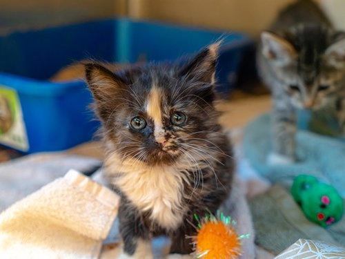 KIMURA, a cat for adoption from Contra Costa Animal Services