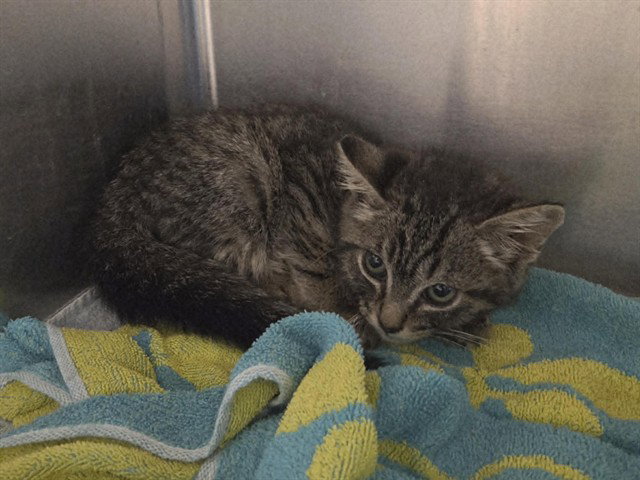 A1051696, Domestic Short Hair