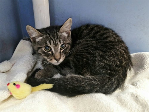 BASHFUL, a cat for adoption from Contra Costa Animal Services