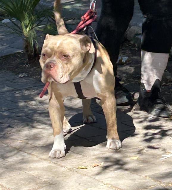 Chaos, Pit Bull Terrier