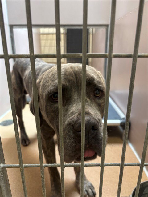 Tiny, Mastiff