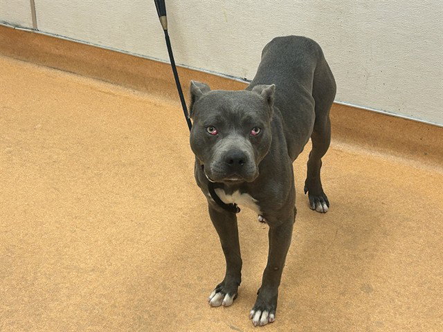 Anthony, Pit Bull Terrier