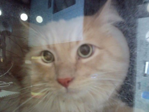 LEO, a cat for adoption from Contra Costa Animal Services