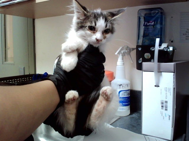 Billy Bob, Domestic Medium Hair