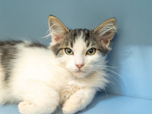 BILLY BOB, a cat for adoption from Contra Costa Animal Services