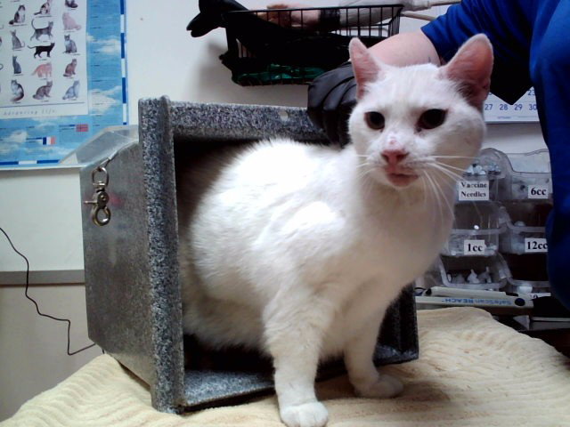 Snowball, Domestic Short Hair