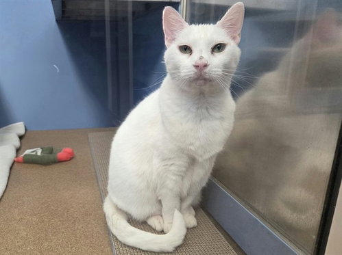 SNOWBALL, a cat for adoption from Contra Costa Animal Services