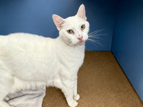 Snowball, Domestic Short Hair (medium coat)