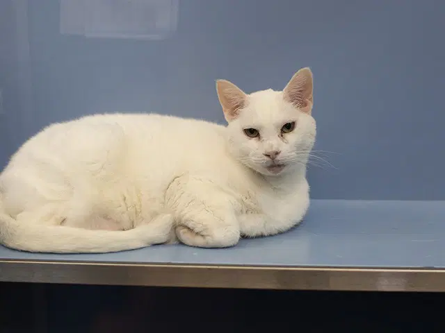 Snowball - Domestic Short Hair