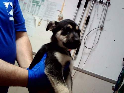 DAMIAN, a dog for adoption from Contra Costa Animal Services