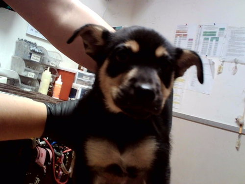 MR. DUVALL, a dog for adoption from Contra Costa Animal Services