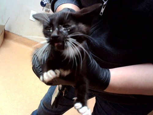 Dragon, Domestic Short Hair (medium coat)