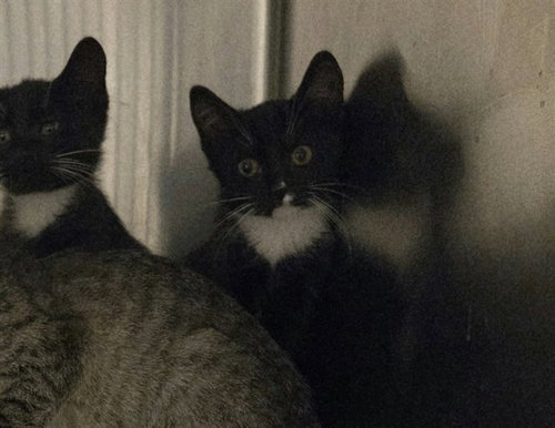 Phoenix, Domestic Short Hair (medium coat)