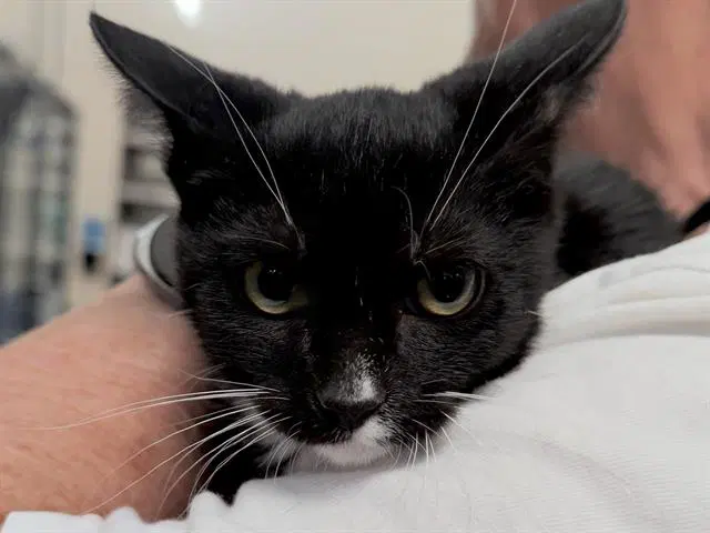 Phoenix - Domestic Short Hair