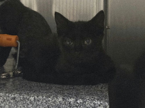 Chimera, Domestic Short Hair (medium coat)