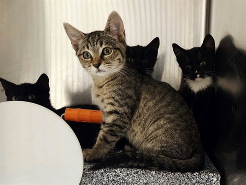 Yeti, Domestic Short Hair (medium coat)