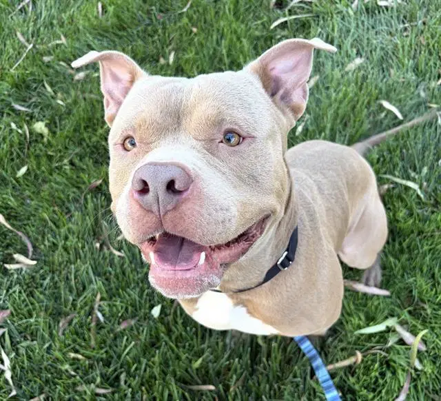 Raider - Pit Bull Terrier