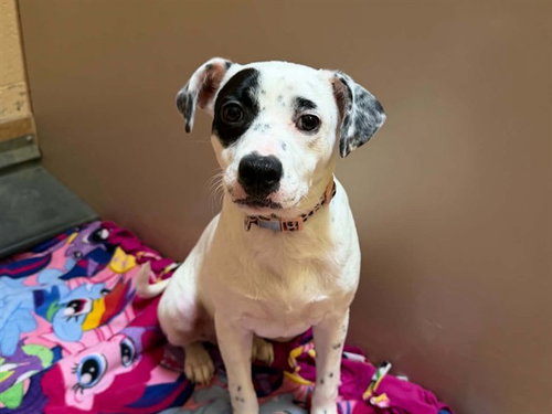 TESS, a dog for adoption from Contra Costa Animal Services