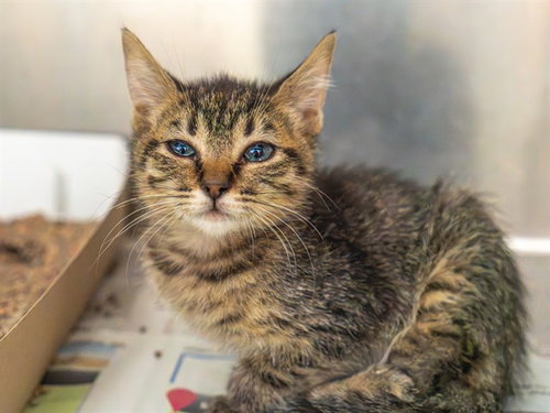 ASTRO BOY, a cat for adoption from Contra Costa Animal Services