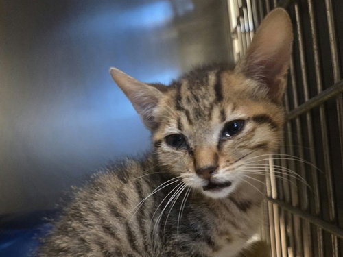 A1053459, a cat for adoption from Contra Costa Animal Services
