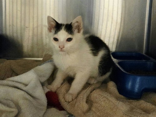 A1053998, a cat for adoption from Contra Costa Animal Services
