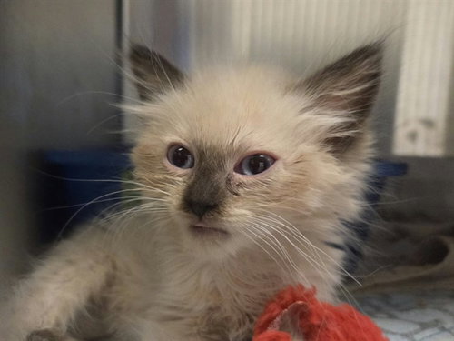 KITTEN 3, a cat for adoption from Contra Costa Animal Services