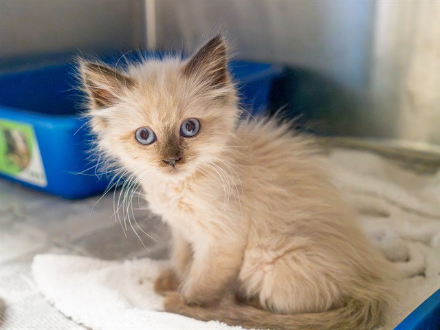 KITTEN 3