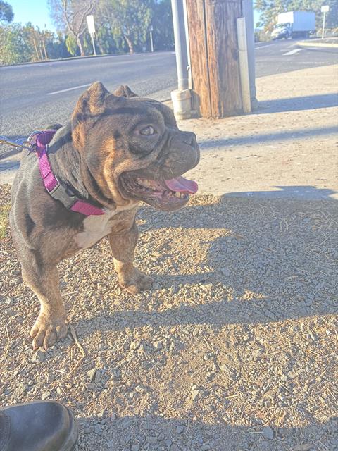 FIONA, a dog for adoption from Contra Costa Animal Services