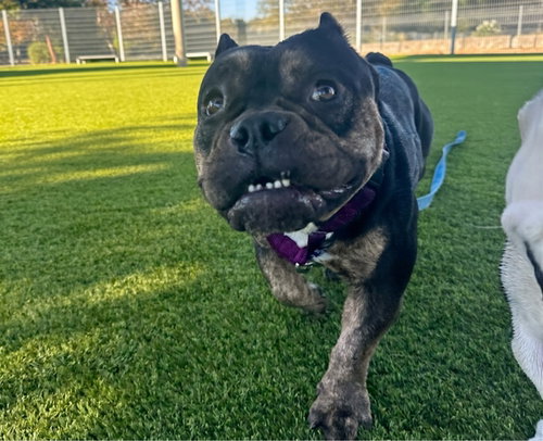 Fiona, English Bulldog / Pit Bull Terrier / Mixed (medium coat)