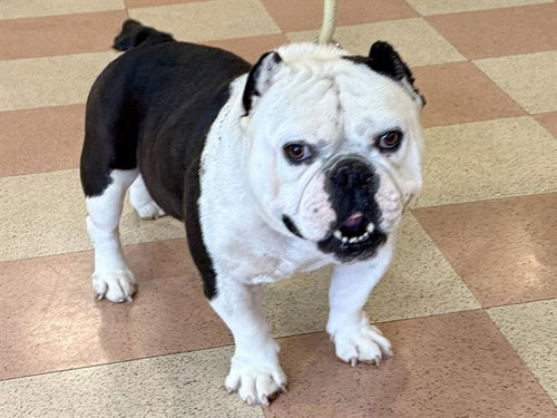 Shrek, English Bulldog / Pit Bull Terrier / Mixed (medium coat)