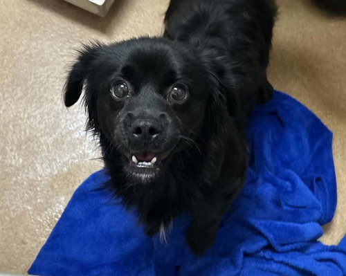 LESTAT, a dog for adoption from Contra Costa Animal Services