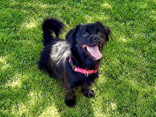 Lestat, Chihuahua (medium coat)