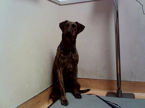 TETRA, a dog for adoption from Contra Costa Animal Services