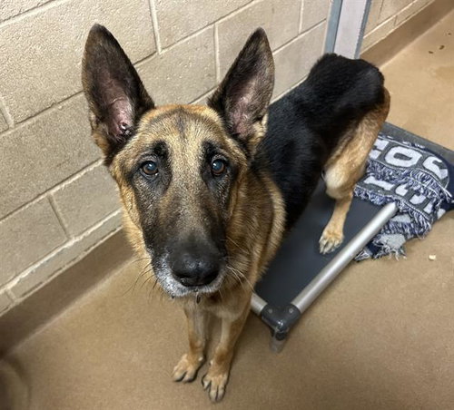 IGOR, a dog for adoption from Contra Costa Animal Services