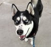 BOOTS — Martinez, CA Adoption