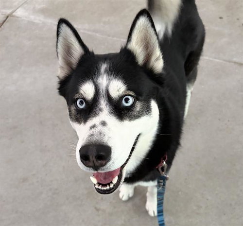 Boo, Siberian Husky (medium coat)