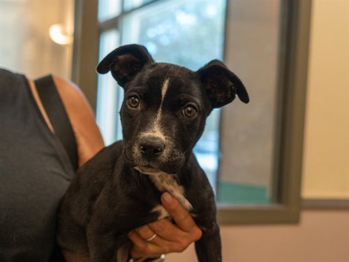 ELVIRA, a dog for adoption from Contra Costa Animal Services