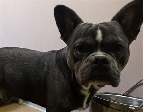 TWEEDLEDEE, a dog for adoption from Contra Costa Animal Services