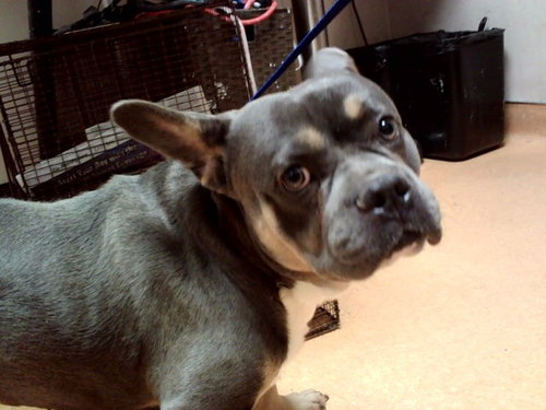 TWEEDLEDUM, a dog for adoption from Contra Costa Animal Services
