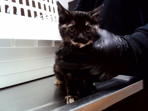 SALEM, a cat for adoption from Contra Costa Animal Services