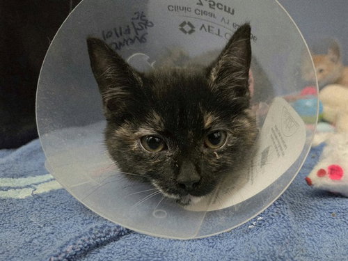 Salem, Domestic Short Hair (medium coat)
