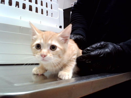 PUMPKIN, a cat for adoption from Contra Costa Animal Services