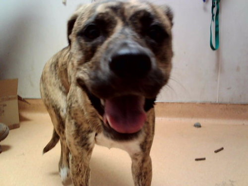 GUPPY, a dog for adoption from Contra Costa Animal Services
