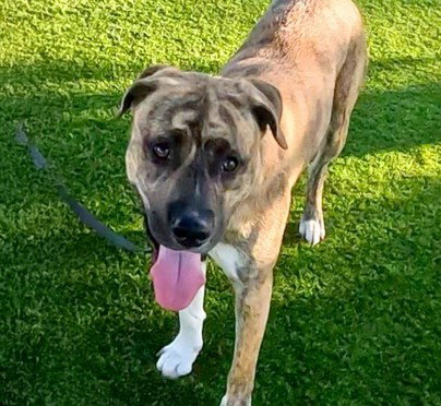 Guppy, Pit Bull Terrier / Mixed (medium coat)