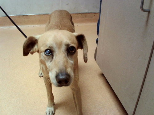 ANCHOVY, a dog for adoption from Contra Costa Animal Services