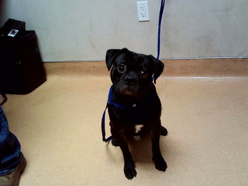 SLOW LORIS, a dog for adoption from Contra Costa Animal Services