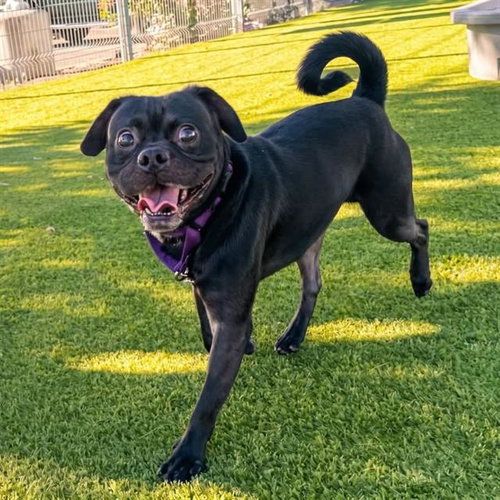 Biggie, Pug / Mixed (medium coat)