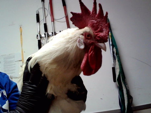 A1054177, a poultry for adoption from Contra Costa Animal Services
