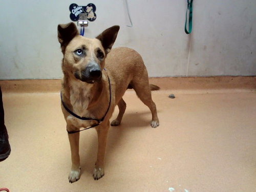 ROXIE, a dog for adoption from Contra Costa Animal Services